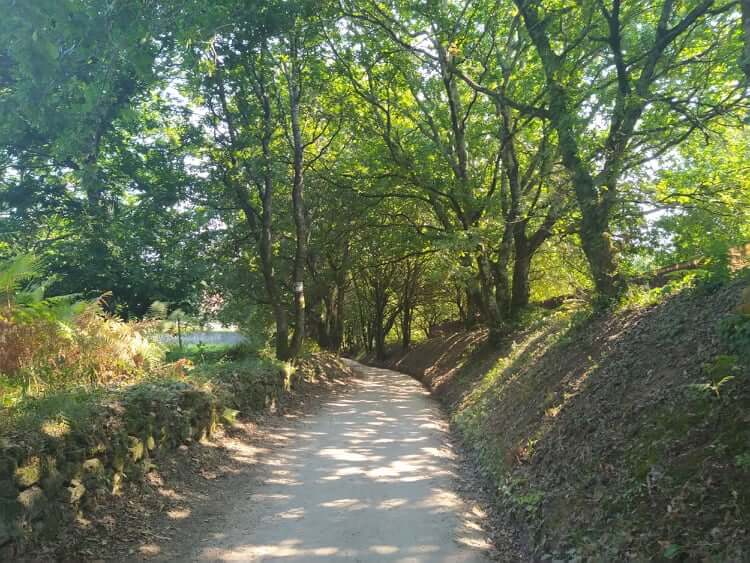 Último troço no bosque